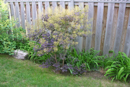 Young royal purple smoke bush
