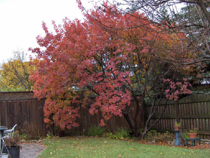 Brilliant colored Fall leaves of North American Smoke tree