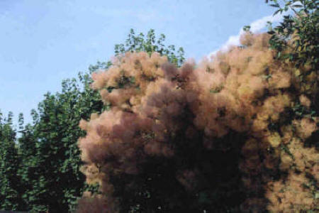 Smoke tree burst of smoke in front of other ordinary trees