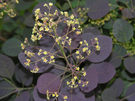 Deep purple leaves and flower panicles of Royal Purple Smoke Bush